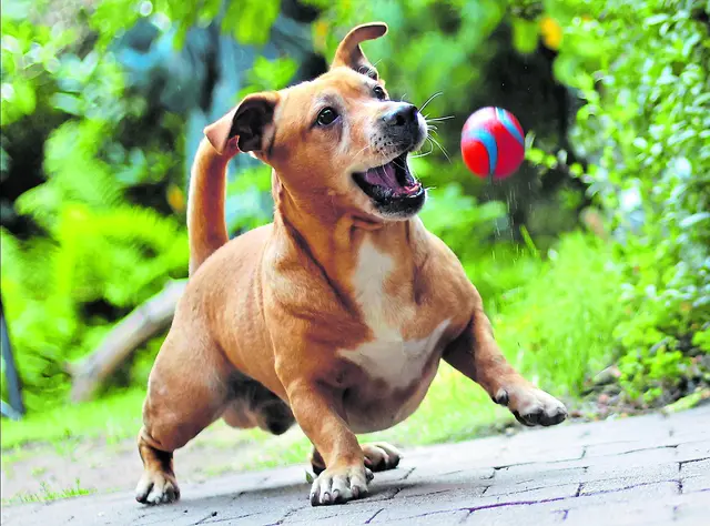 Hunde und andere Tier sind keine Weihnachtsgeschenke | Foto: Peter Wiegel