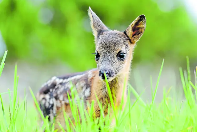 Kitze werden mit einer Drohnensichtung gerettet | Foto: DJV