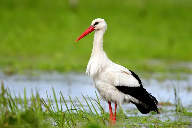 Störche nisteten 2025 gern im Landkreis Stade | Foto: AdobeStockArt/Media Factory