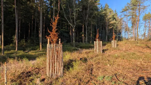 Am Rande des Heidschnuckenwegs wurden Buchen gepflanzt | Foto: Landkreis Harburg