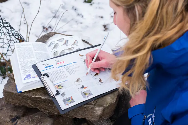 Mit der Zählhilfe lernt man bei der "Stunde der Wintervögel" verschiedene heimische Arten kennen | Foto: Sebastian Hennings