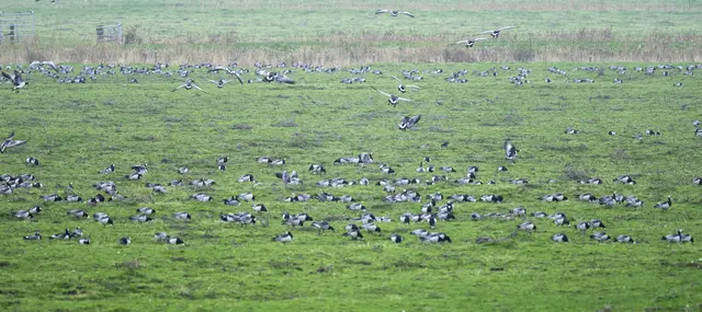 Tausende Nonnengänse überwintern im Naturschutzgebiet Allwördener Außendeich – ein besonderes Naturschauspiel | Foto: Reinhard Paulin