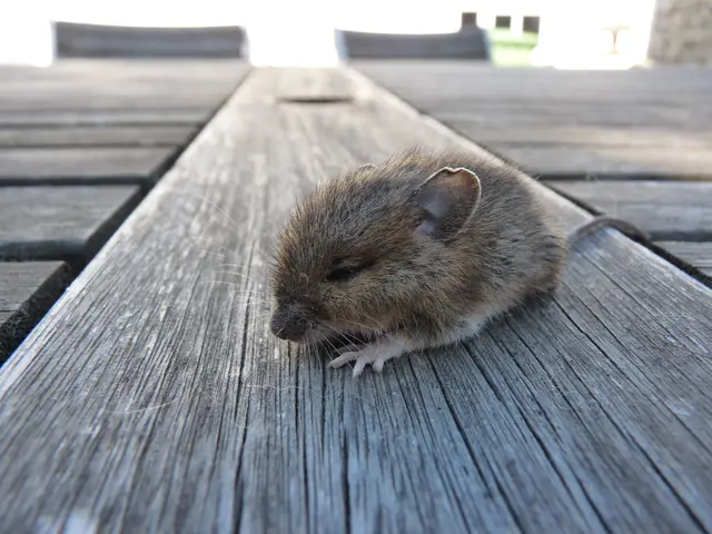 Rattengift bedeutet einen qualvollen, langsamen Tod für Nagetiere wie diese niedliche Feldmaus | Foto: Deutscher Tierschutzbund/Ehrhardt