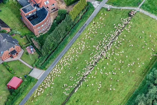 Schafe grasen auf dem Elbdeich von Krautsand. Der Deich wurde erst nach der Sturmflut von 1976 errichtet. Er muss in den kommenden Jahren erhöht werden, um künftigen Sturmfluten zu trotzen | Foto: Martin Elsen/nord-luftbilder.de