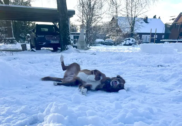 Was ist schöner als ein ausgiebig Schneebad? Richtig! Ihn zu fressen! | Foto: Mia Sophie Lüecke