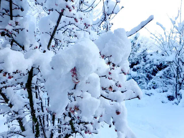 Der Winter legt sich wie ein weicher Mantel um über Sträuche und Bäume | Foto: jvp