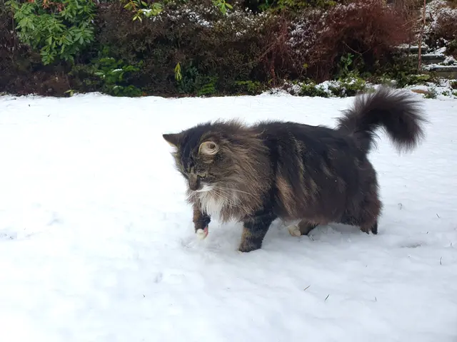 Katzenpfoten im Schnee - dieser flauschige Freund erkundet die Winterwelt auf seine Weise | Foto: jvp