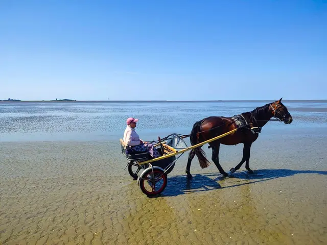 Afra Griebel geht fast täglich mit dem Sulky und Pferd „Glenny“ auf Bernsteinsuche im Watt. | Foto: Griebel