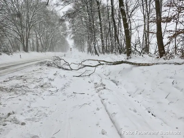 Vereinzelt kippten kleine Bäume um, berichtet die Feuerwehr | Foto: Feuerwehr Buchholz