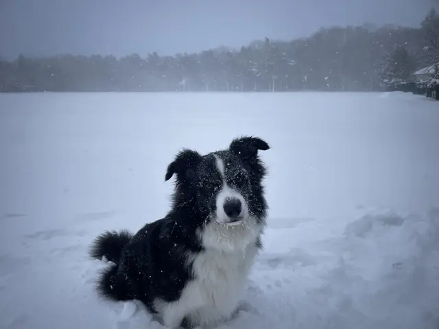 Mit dickem Fell dem Schneesturm trotzen | Foto: hg