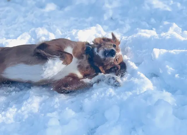 Mancher Vierbeiner liebt den Schnee besonders – Toben und Wälzen gehören für viele Hunde einfach dazu | Foto: tml