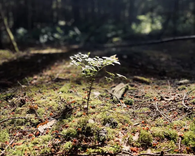 Ausgleich für die Natur: Neue Pflanzungen begleiten den Bau der B 3-Ortsumgehung bei Elstorf | Foto: tml