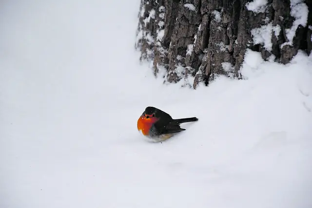 Das Rotkehlchen trotzt dem Schneefall und schaut sich interessiert die Menschen in der Fußgängerzone an | Foto: Axel-Holger Haase