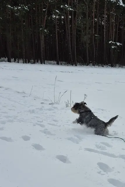 Lebensfreude: Schnauzerhünin Luna hopst am Samstag durch Schneewehen | Foto: pöp