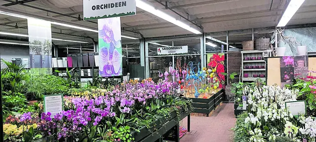 Orchideen in vielerlei Arten und Sorten werden bei Blumen Weese in Winsen präsentiert | Foto: Blumen Weese