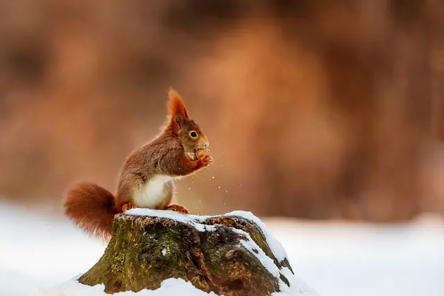 Bei viel Schnee finden Eichhörnchen ihre Vorräte nicht wieder | Foto: AdobeStock/michal