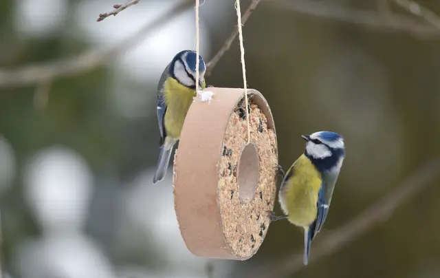 Wildvögel wie Meisen freuen sich bei Schnee und Eis über artgerechtes Vogelfutter | Foto: AdobeStock/dieter76