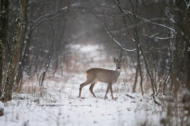 Wildtiere im Wald zu füttern, ist verboten | Foto: AdobeStock/Kozma