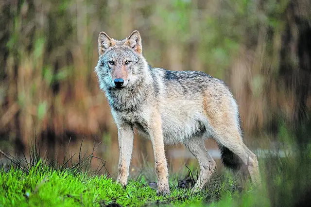 Die Anzahl der Wölfe ist weiterhin gestiegen | Foto: DJV