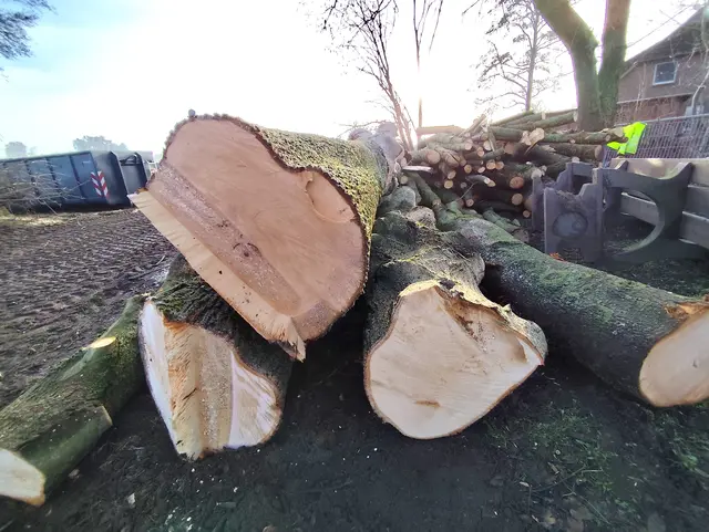 Total gesunde Bäume über Jahrzehnte gewachsen in kürzester Zeit gefällt. | Foto: Rüdiger Störtebecker