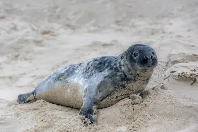 Warum sich die Robbe im Landkreis Cuxhaven auf die Straße verirrt hatte, ist unklar – Experten vermuten hohe Wasserstände durch Tauwetter (Symbolfoto) | Foto: Sarawut/AdobeStock