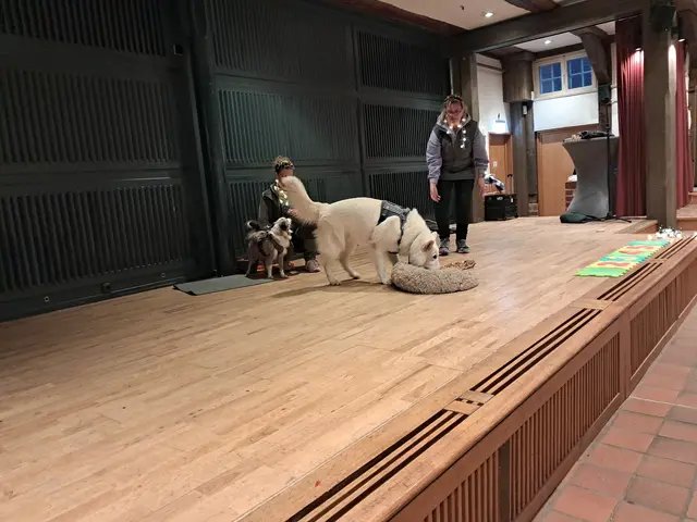 Cerberus sucht einen Würfel aus | Foto: Anika Werner