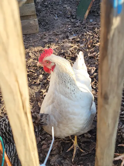 Die Hühner sind sehr zutraulich | Foto: sh