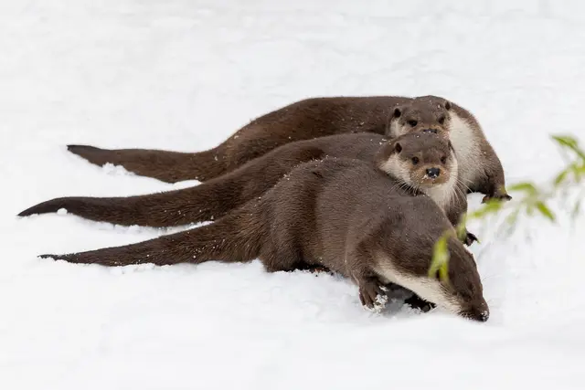 Die Fischotter im Wildpark Lüneburger Heide standen im Mittelpunkt von Yaras Forschungsprojekt | Foto: Thomas lx