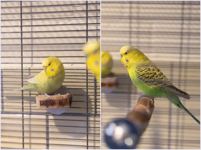 Wellensittiche Jule und Charlie suchen zusammen ein neues Zuhause mit viel Platz zum Fliegen | Foto: Buchholzer Tierheim