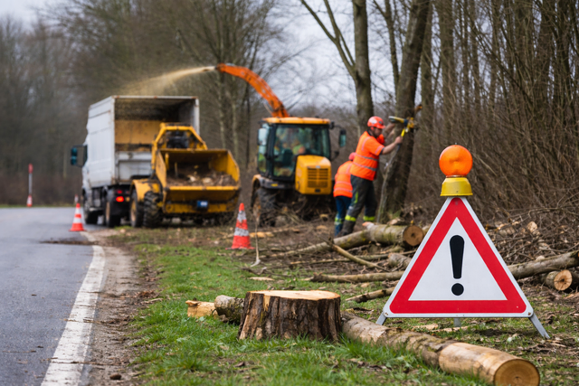 Baumfällarbeiten an der Landstraße (Symbolbild) | Foto: KI-generiert