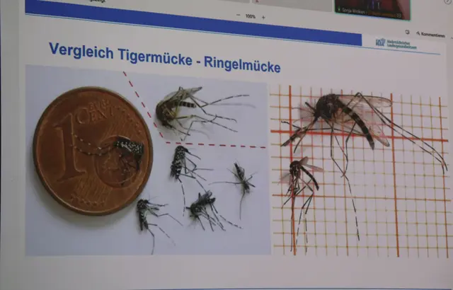 Mücken im Größenvergleich | Foto: Stadt Buchholz