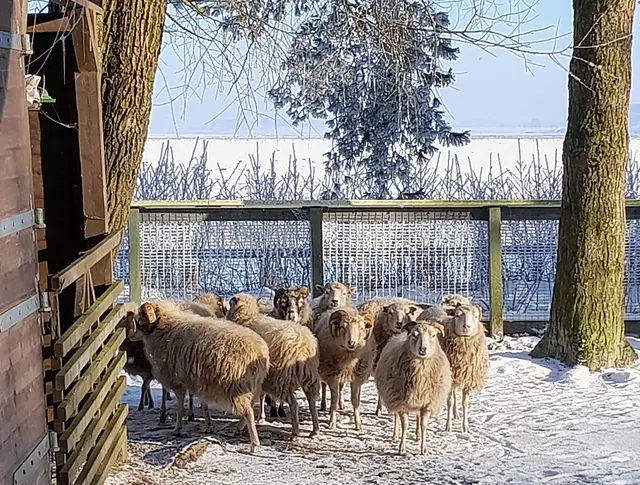 Die Skudden trotzen Schnee und Kälte problemlos mit ihrem dicken Fell. | Foto: Susanne Schram/Natureum