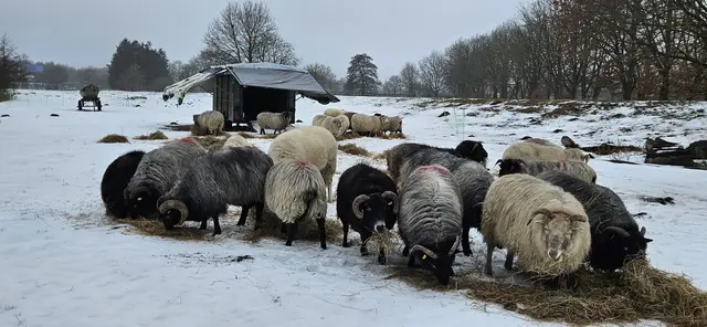Garbers’ Schafe haben dicke Wolle, genügend zu fressen und einen witterungssicheren Unterstand | Foto: Linde