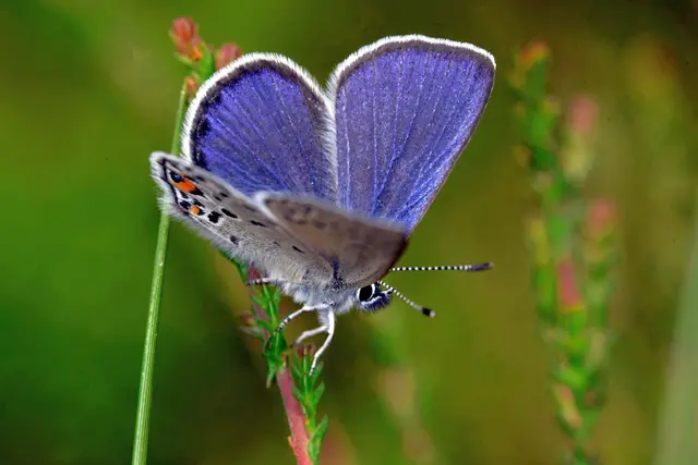 Hochmoor-Bläuling im Hohen Moor | Foto: ÖNSOR