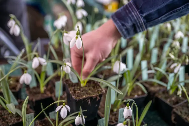 Schneeglöckchentage im Freilichtmuseum am Kiekeberg am 7. und 8. März | Foto: FLMK