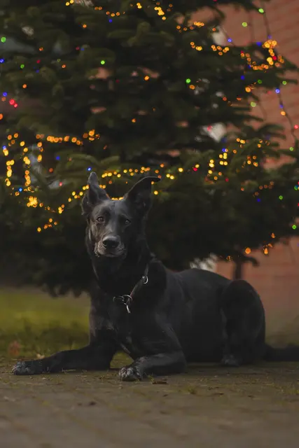 Mischlingshündin Lucy (8) ist freundlich, menschenbezogen und verträglich mit anderen Hunden – im Tierheim Buchholz wartet sie dringend auf ein neues Zuhause | Foto: Tierheim Buchholz
