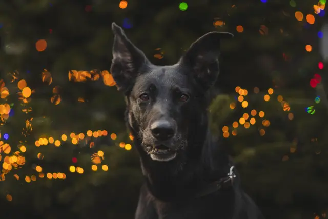 Foto: Tierheim Buchholz