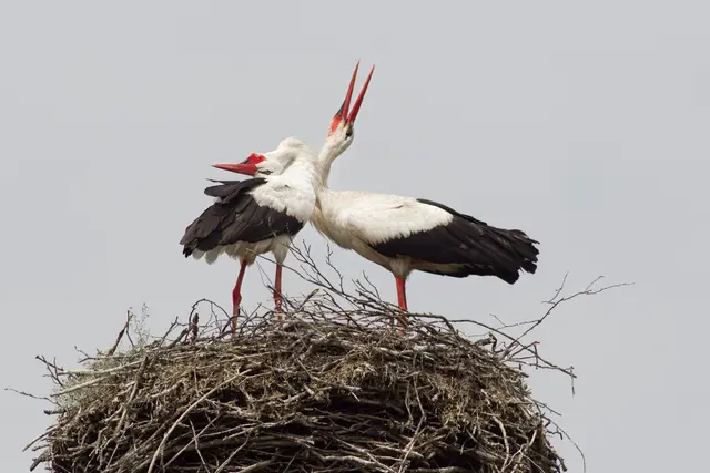 Störche begrüßen sich mit lautem Geklapper | Foto: Hans-Joachim Schaffhäuser