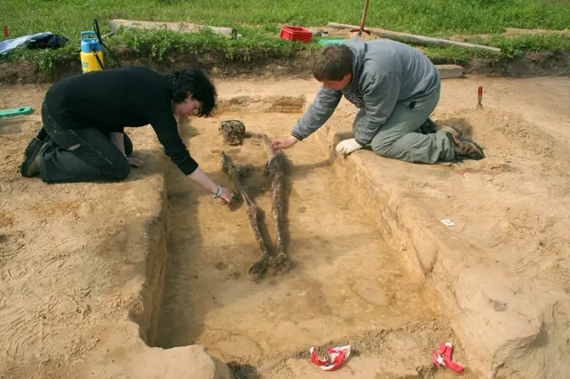 Archäologen legen auf dem Gräberfeld in Neu Wulmstorf-Elstorf ein Skelett frei | Foto: Jochen Brandt / Archäologisches Museum Hamburg