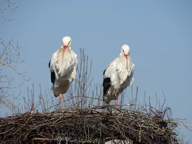 Ein Storchenpaar im Nest in Harsefeld | Foto: Kathrin Warnat