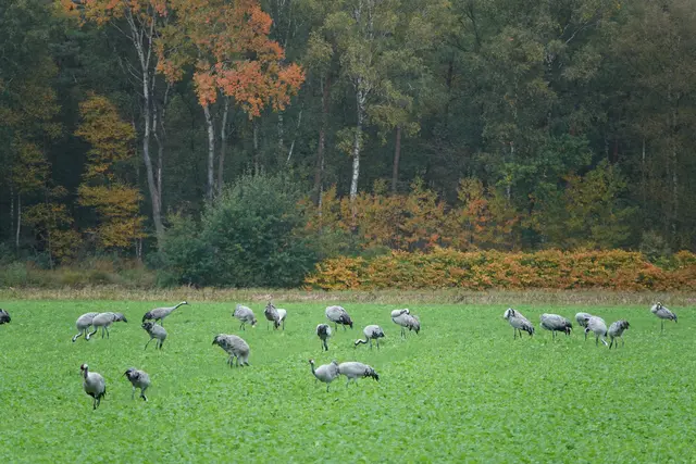 Archivbild aus Oktober 2025: Die Geflügelpest breitete sich damals rasant aus. An einem Tag wurden im Landkreis Harburg 40 verendete Kraniche gefunden | Foto: bim