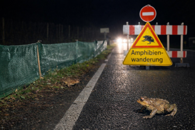 Gefahr für Kröten - befahrene Straßen | Foto: KI-generiert