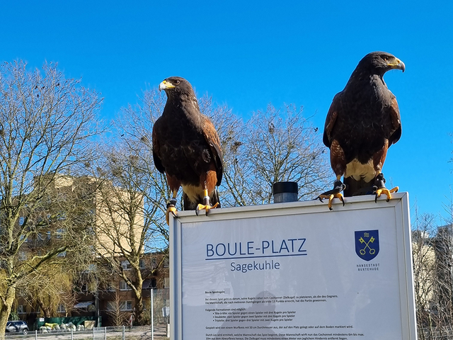Zwei Wüstenbussarde auf dem Spielplatz Sagekuhle sollen die Krähen vergrämen | Foto: Hansestadt Buxtehude