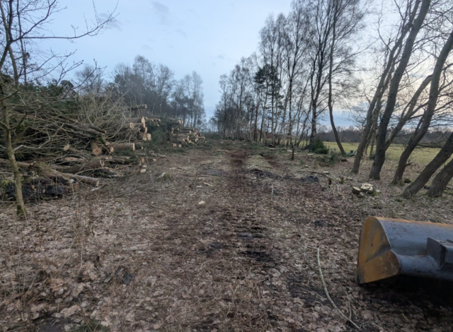 Bei dem Pflegearbeiten im Esseler Moor wurde u.a. eine Kiefernfläche gerodet | Foto: Essel