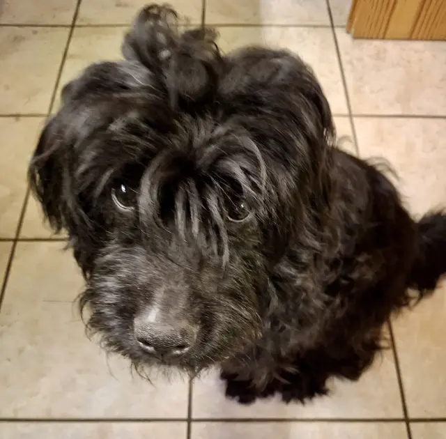 Wuschel freut sich über jeden Menschen, dem er begegnet | Foto: Pflegestelle_Tierschutz Stade e.V.