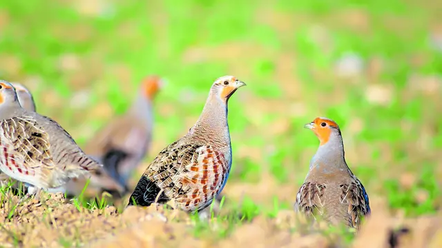 Die Kreisjägerschaft weist auf Projekte der Jägerschaft zum Schutz von Rebhühnern und anderen Bodenbrütern hin | Foto: AdobeStock/serkanmutan