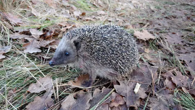 Igel sind gefährdet. Die Abteilung Umwelt appelliert daher an
alle, eine nächtliche Ruhezeit von Mährobotern vorzusehen | Foto: Landkreis Harburg