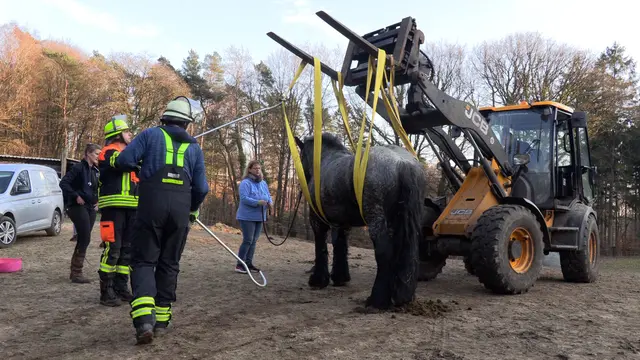 Das Pferd Akiba wurde mit Hilfe von zwei Gurten und einem Radlader wieder aufgestellt | Foto: FF Seevetal