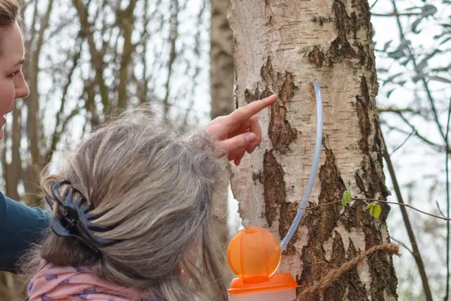 Im Frühjahr kann mit der richtigen Technik schmackhafter Birkensaft aus geeigneten Bäumen gewonnen werden.  | Foto: Bastian Hilk/Natureum