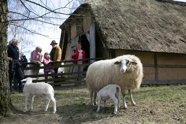 Besuchende bei Bentheimer Schafen | Foto: FLMK